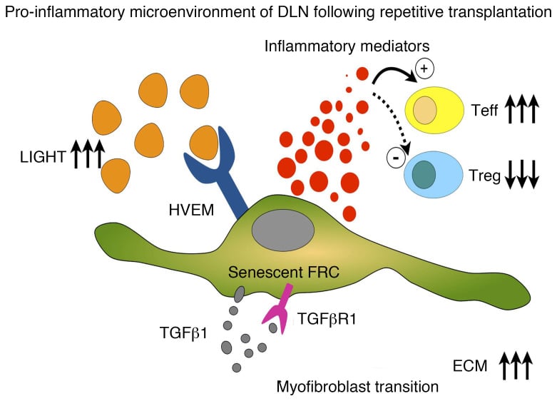 Lymph Node Fibroblastic Reticular Cells Deposit Fibrosis-associated Collagen Following Organ Transplantation